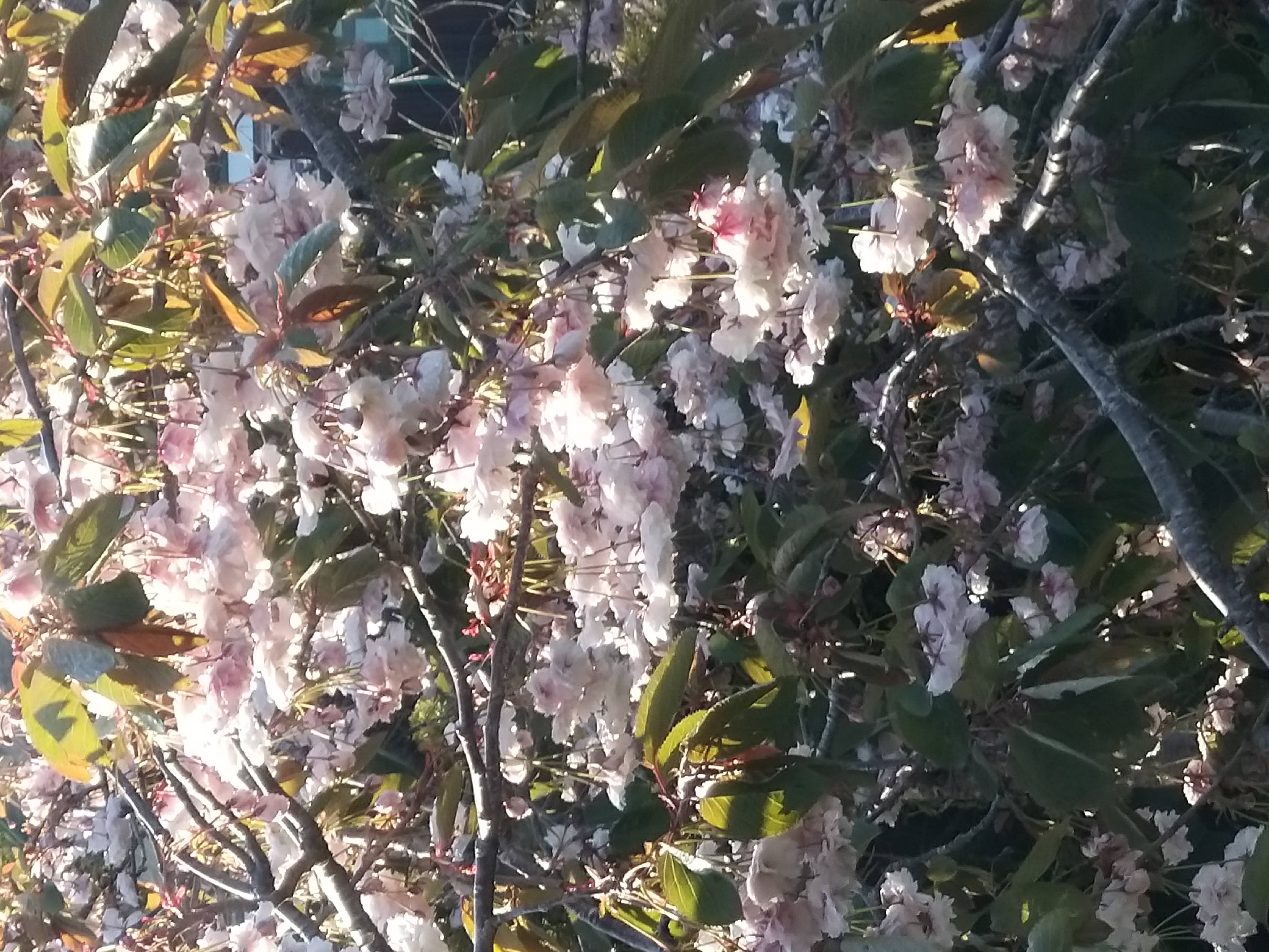 Acer Corner