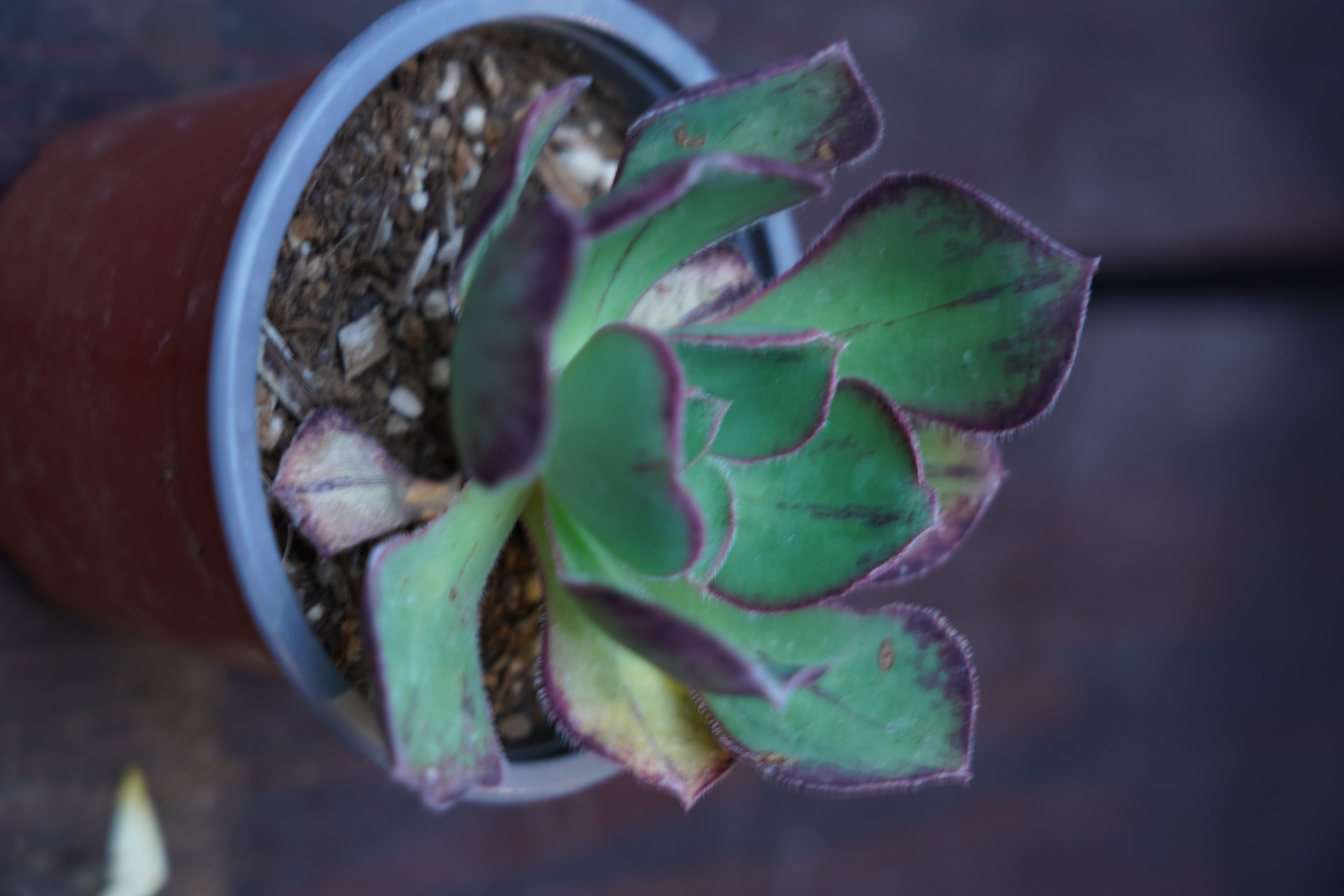 Aeonium 'Blush'