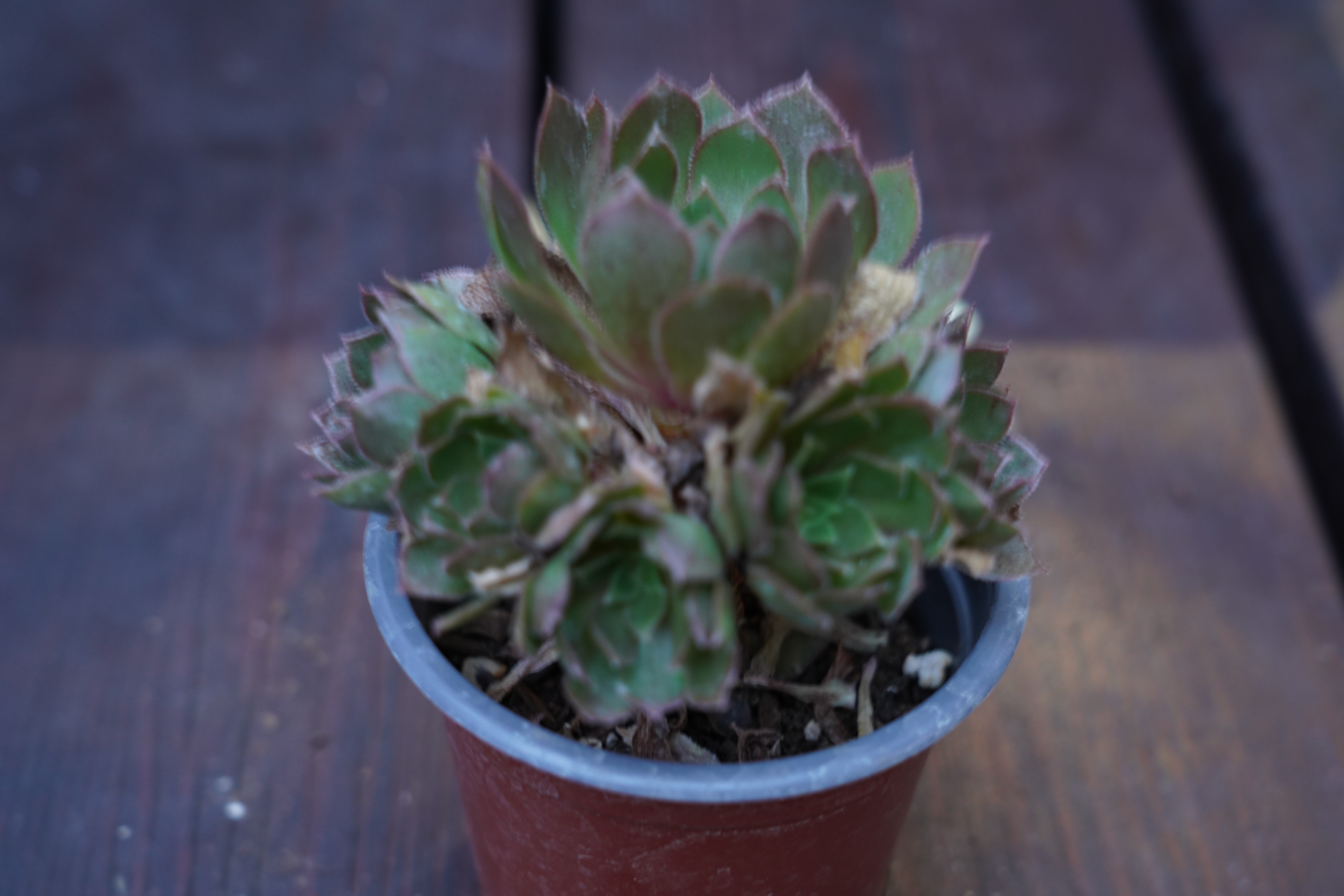 Aeonium 'Jade Jem'