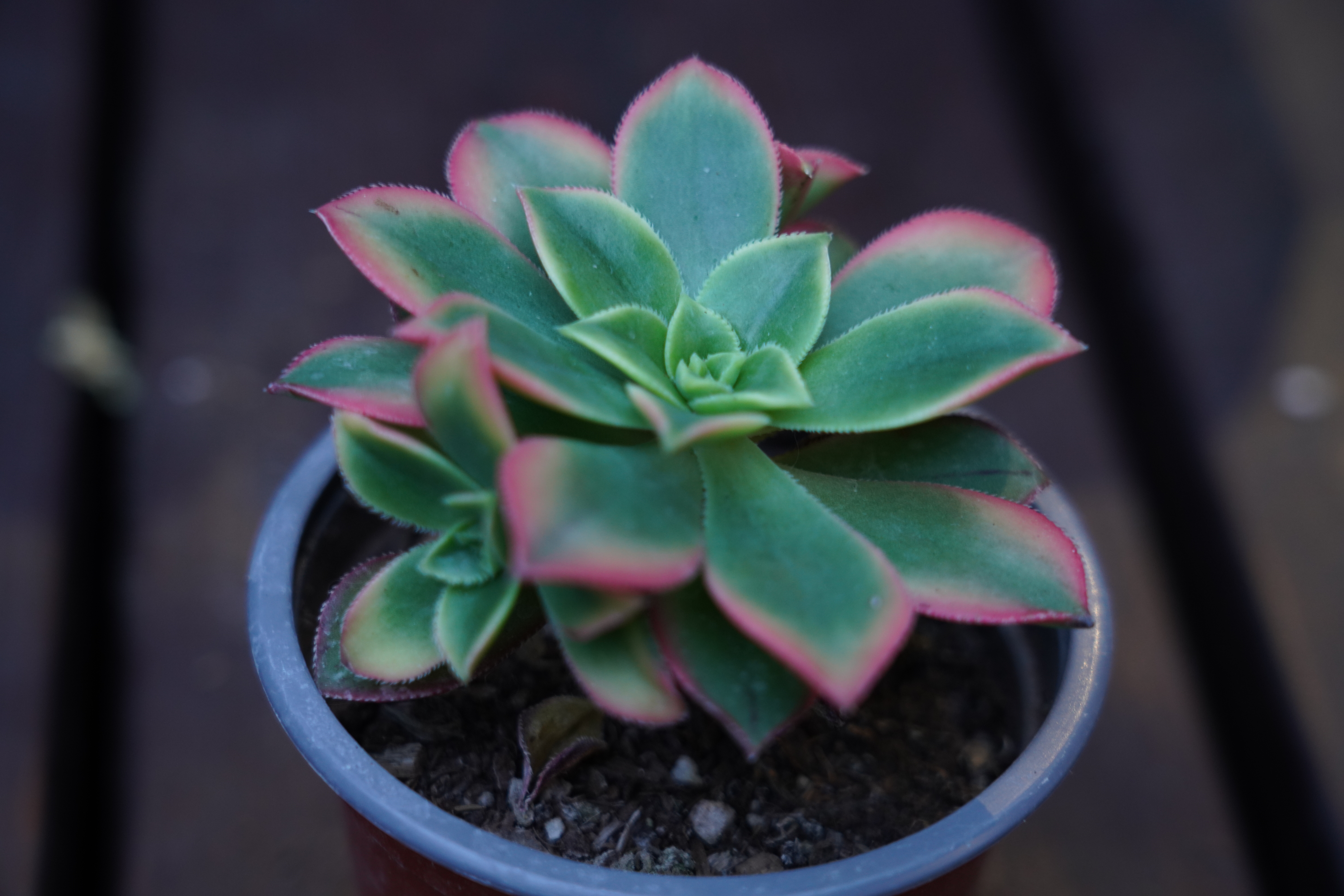 Aeonium 'Kiwi'