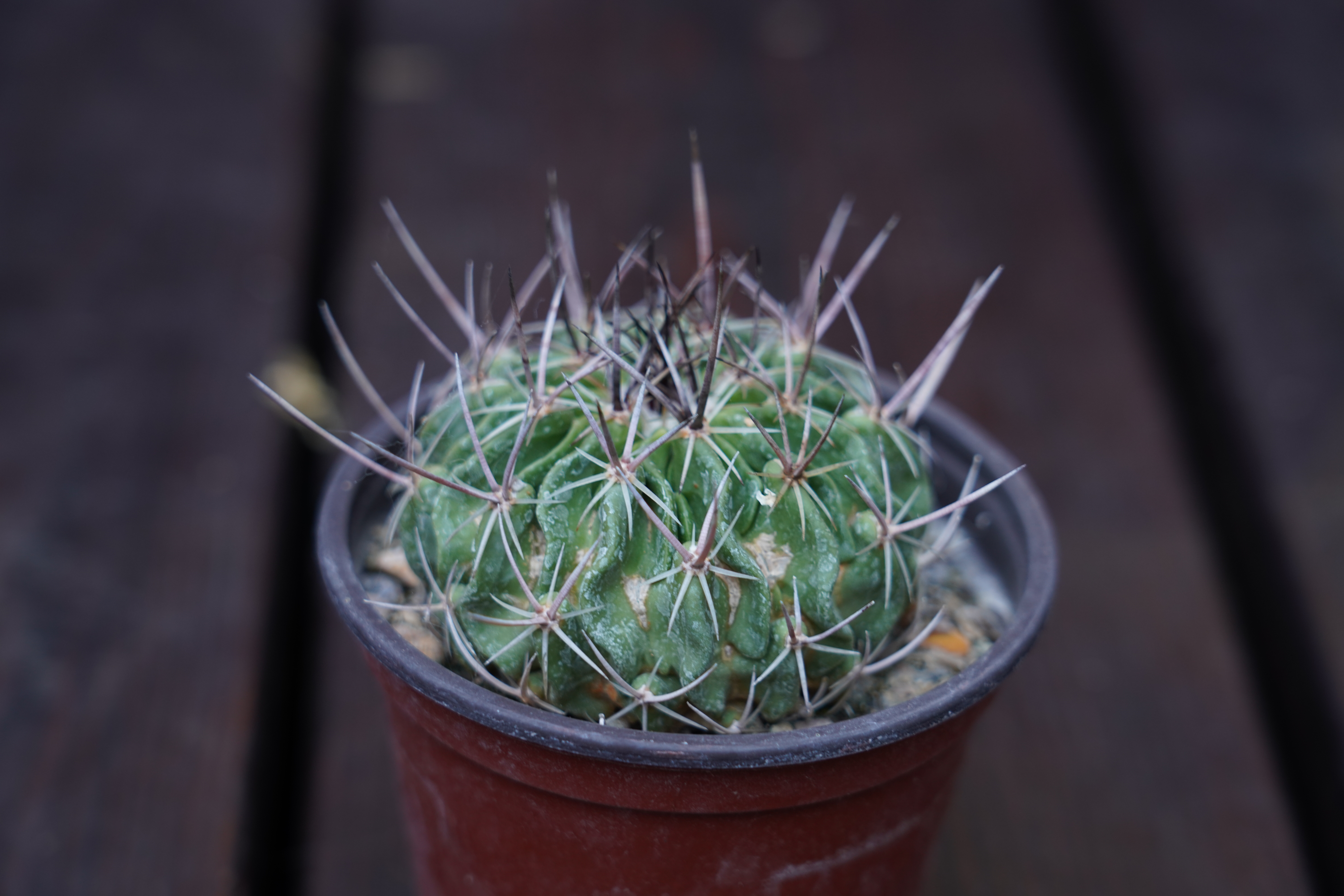 Astrophytum echinofossulocactus