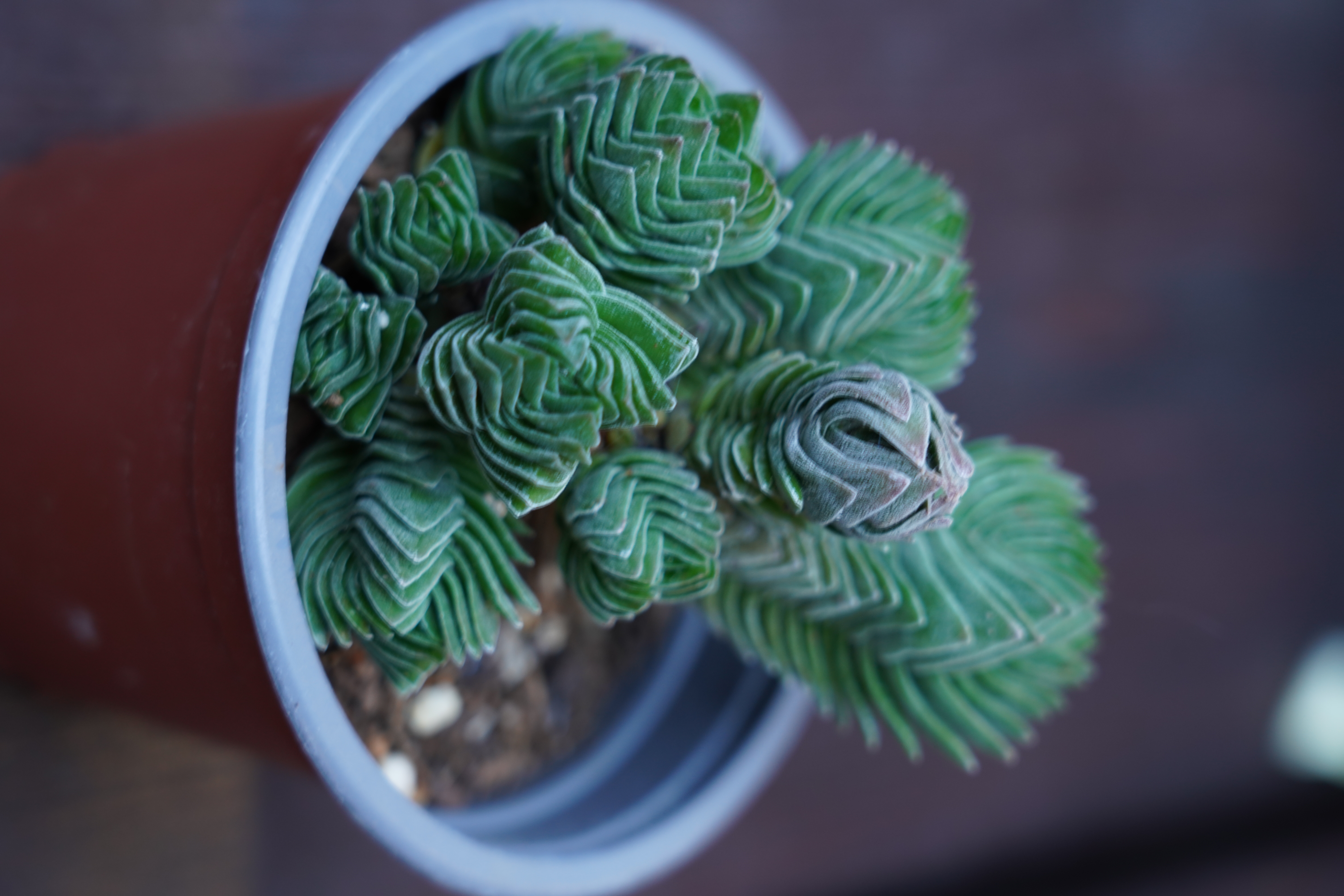 Crassula 'Buddha's Temple'
