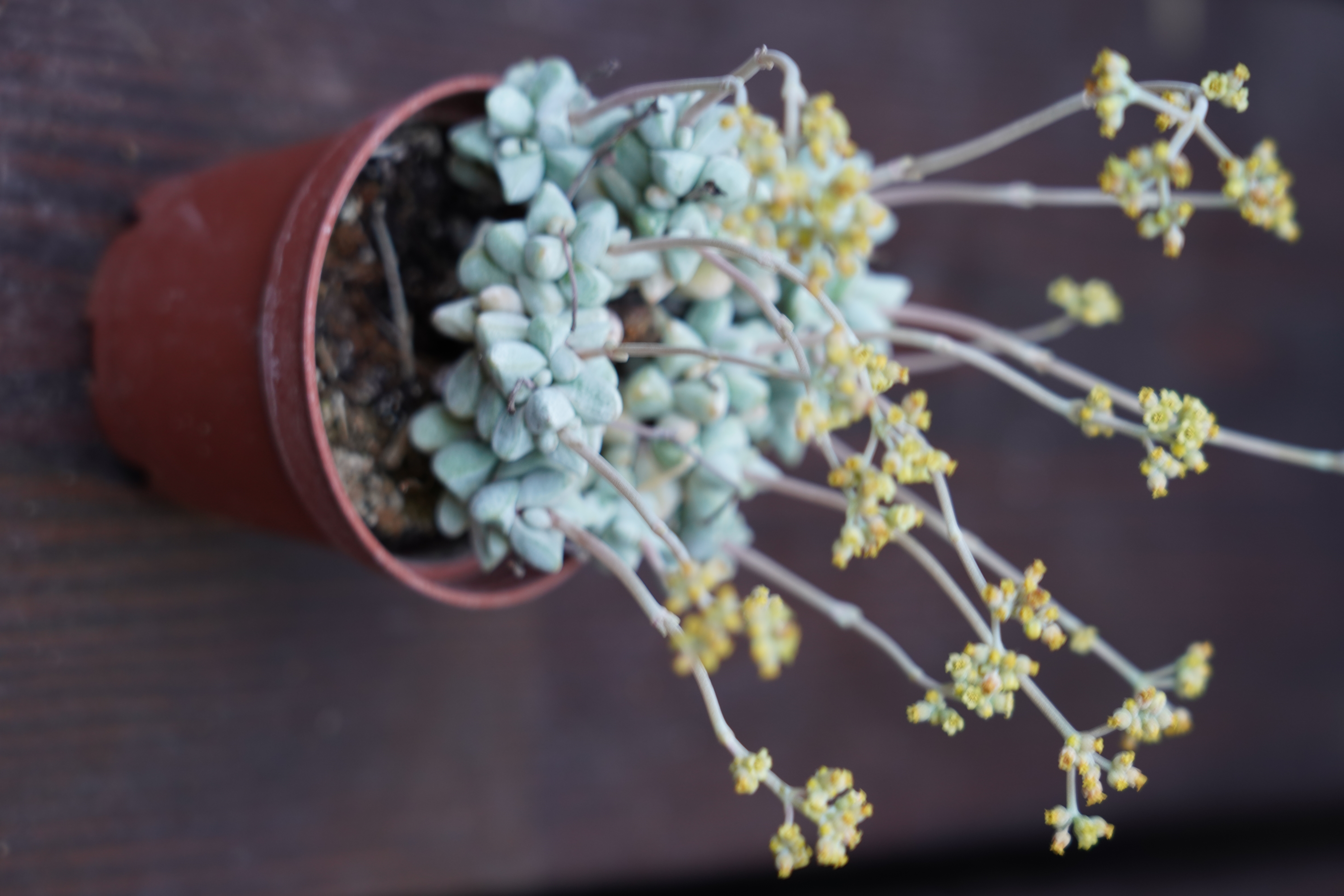 Crassula 'Moonglow'