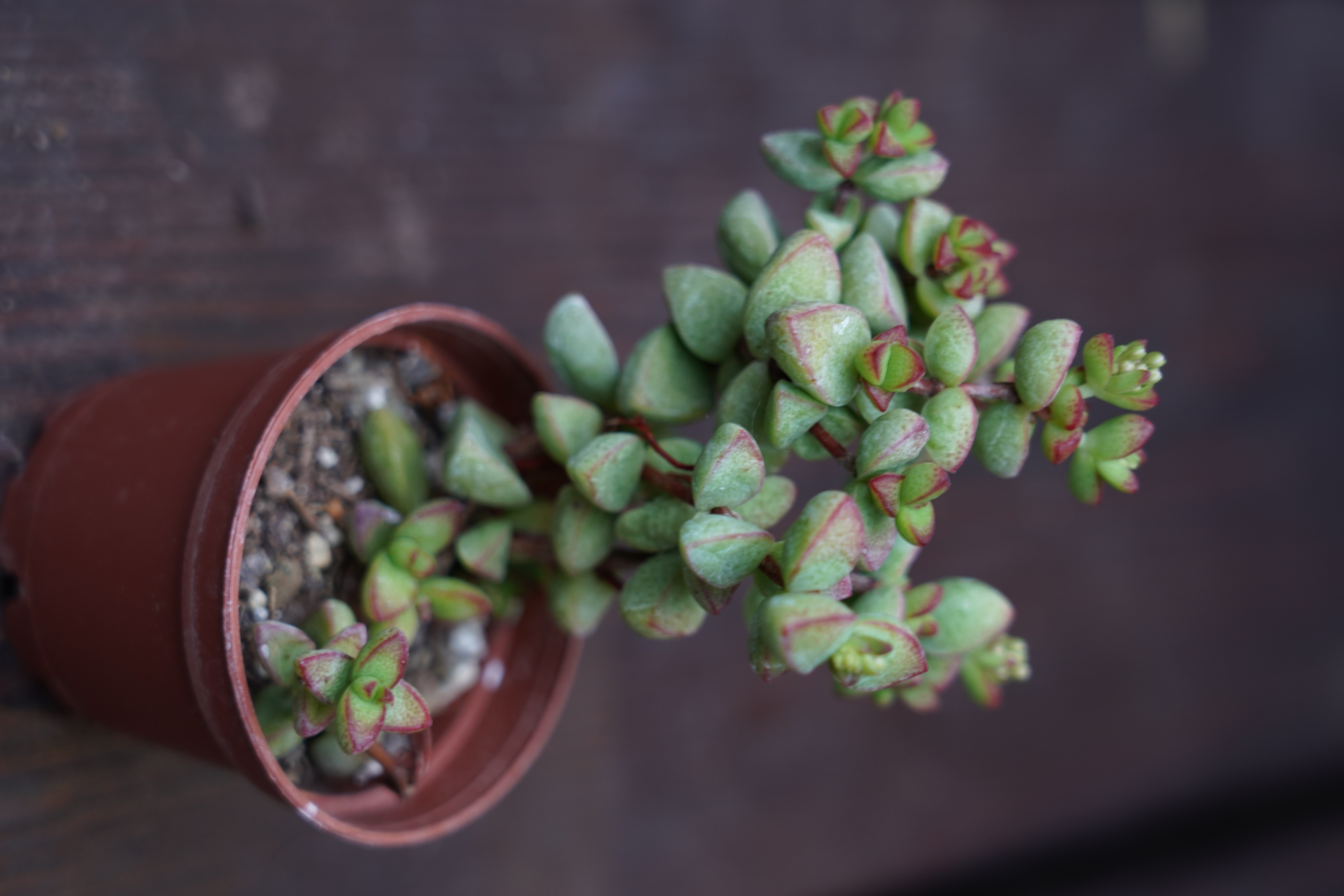 Crassula brevifolia