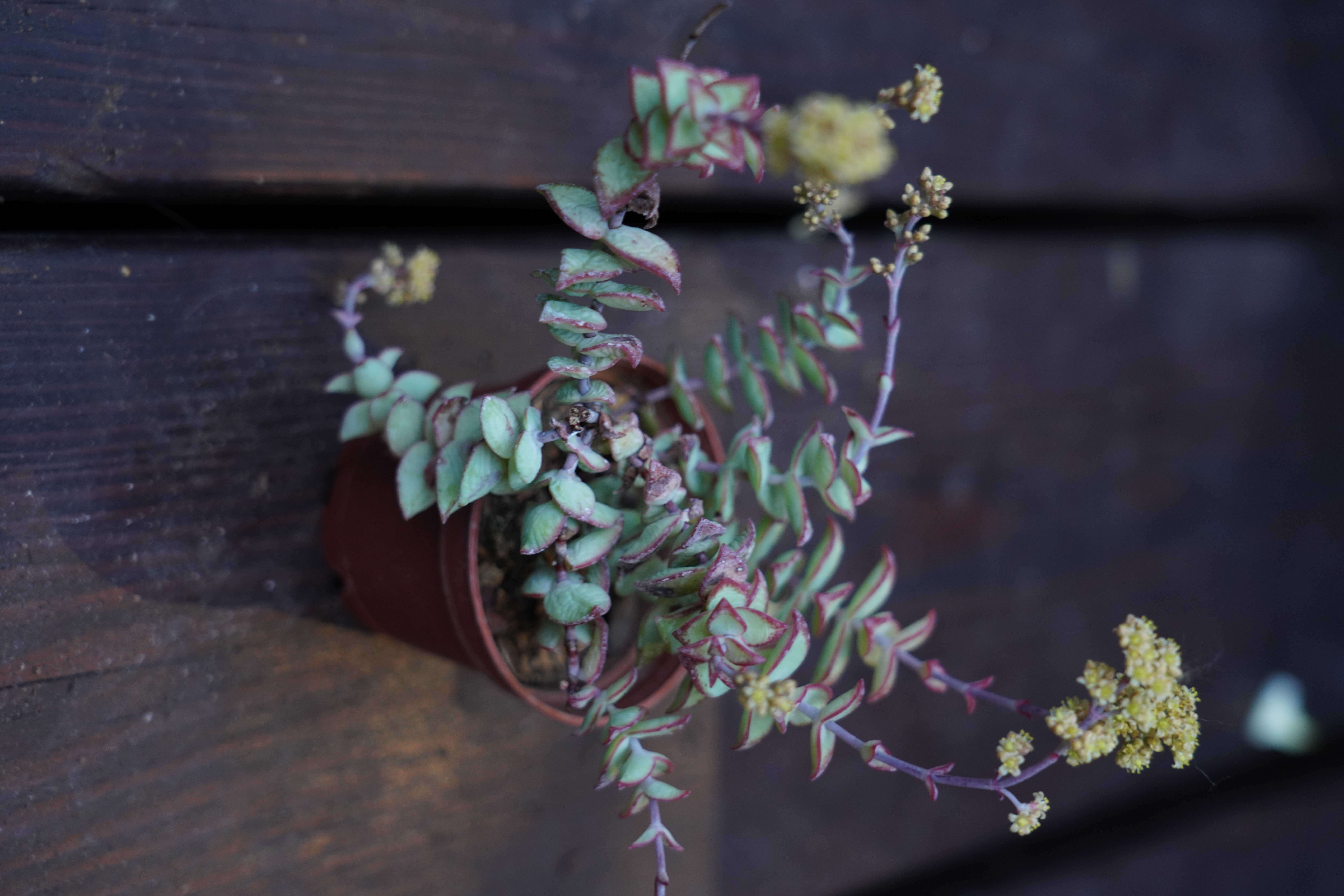 Crassula perforata