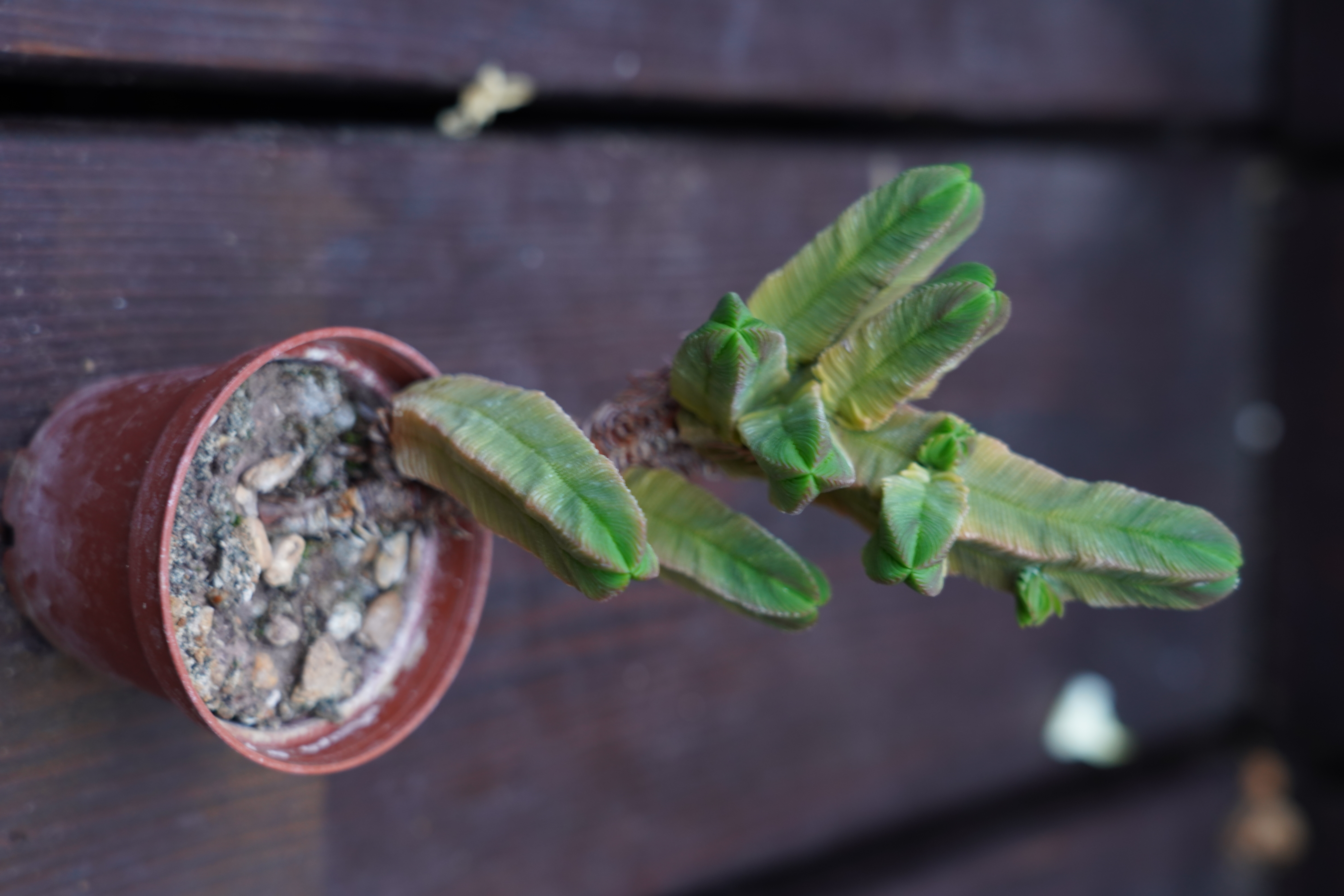 Crassula pyramidalis