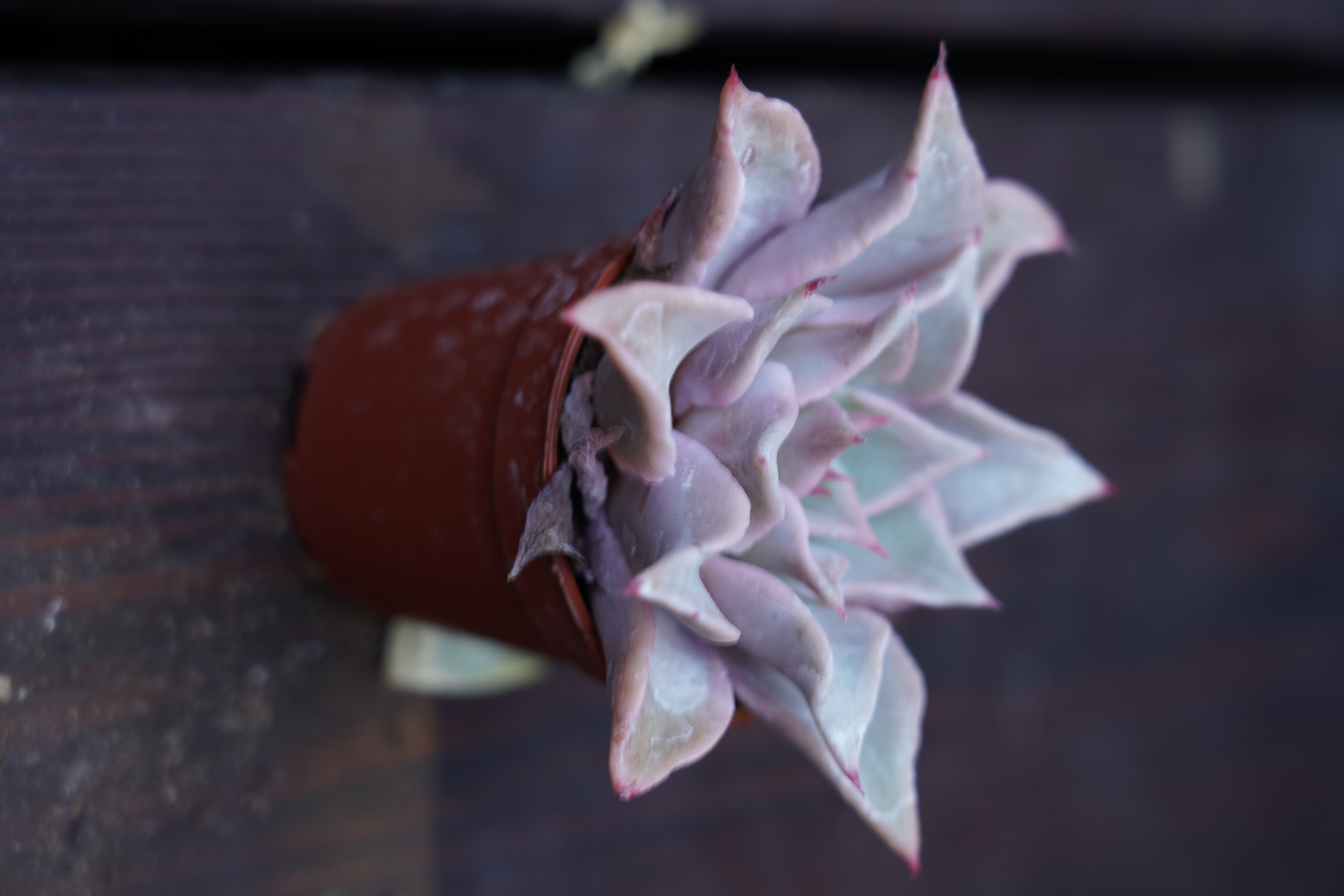 Echeveria 'Madiba'