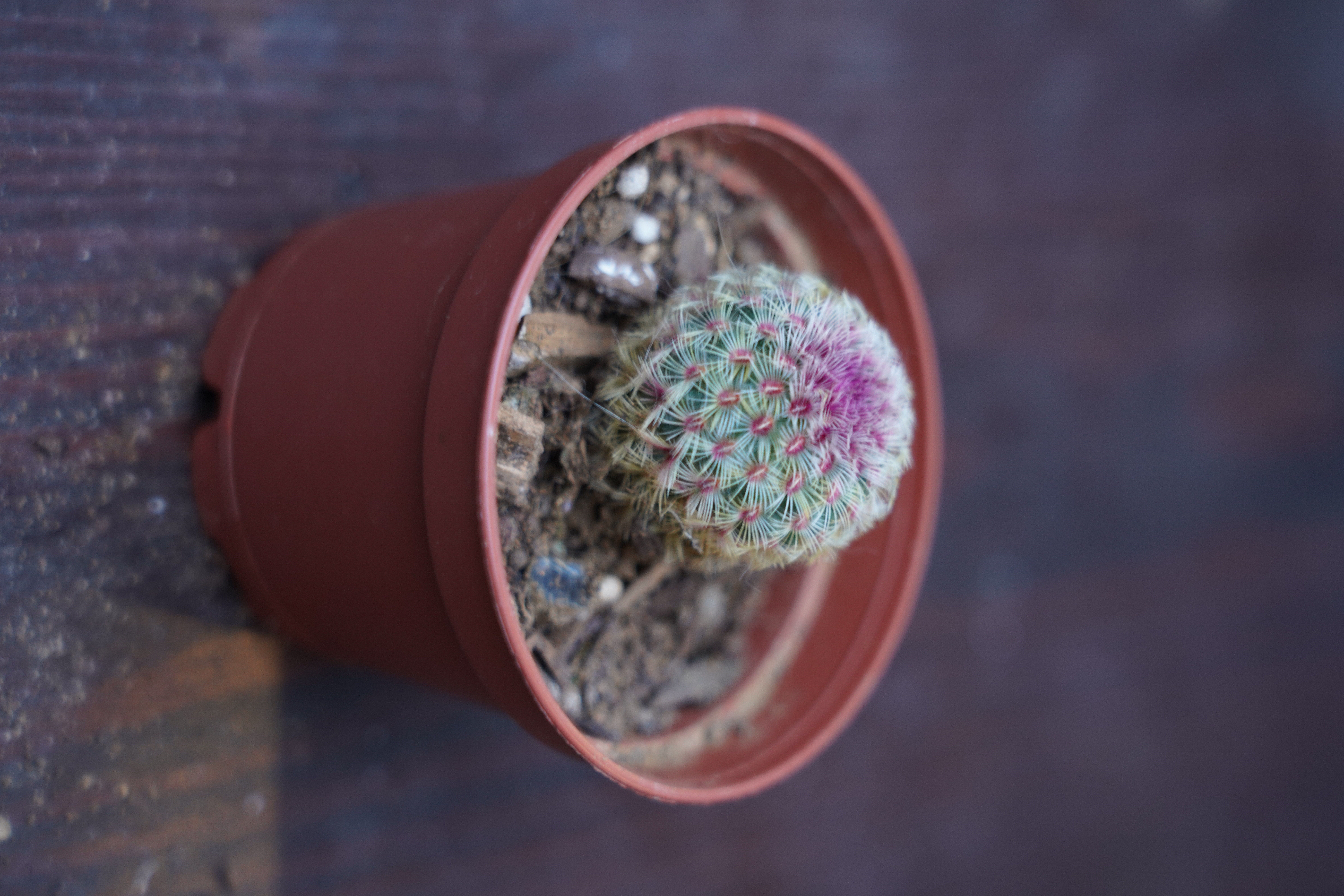 Echinocereus rigidissimus rubrispinus